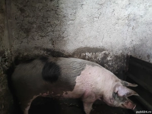 Vând porci - imagine 2