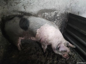 Vând porci - imagine 3