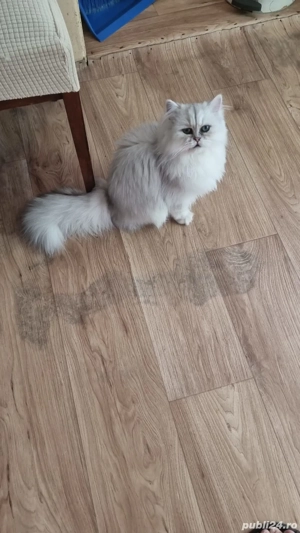 Motănel persan silver crown  - imagine 2