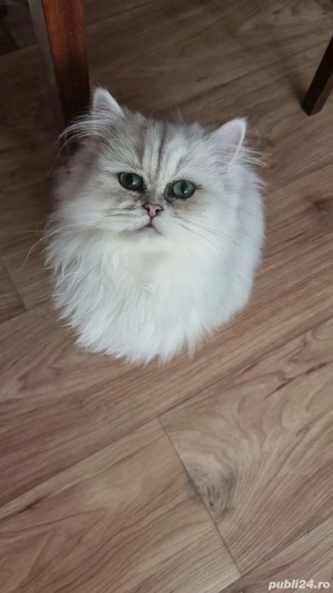 Motănel persan silver crown  - imagine 3