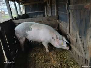 porc de vanzare, in Pogaceaua  - imagine 2