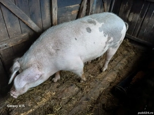 porc de vanzare, in Pogaceaua 