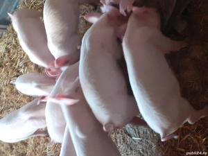 Purcei de vânzare  - imagine 4