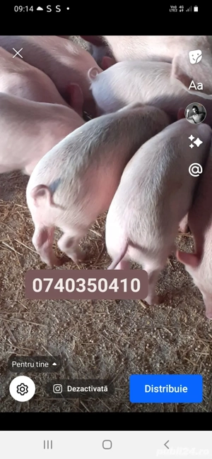 Purcei de vânzare  - imagine 3