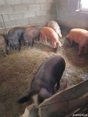 Vând porci  - imagine 4