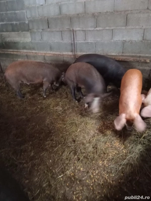 Vând porci  - imagine 2