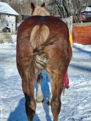 Vând iapă de căruța  - imagine 2