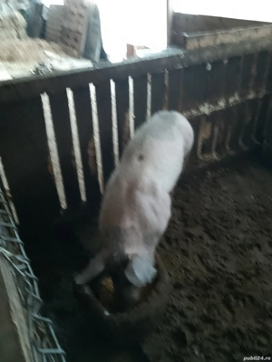 vind porc vier - imagine 3