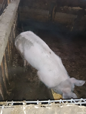 vind porc vier - imagine 2