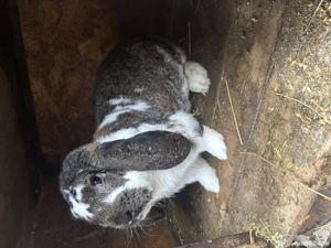 Mascul berbec german 