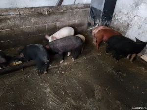 purcei și șoldani  - imagine 2