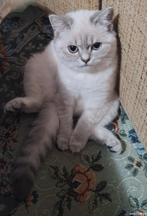 British shorthair straight 