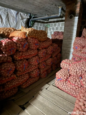 cartofi s mânț  roșu