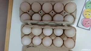 oua de rata  - imagine 2