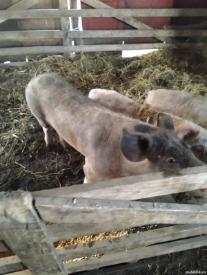 vând porc  - imagine 2