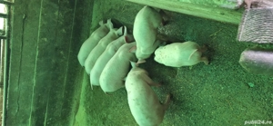 Vand pe cei 9 purcelusi - imagine 4