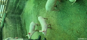 Vand pe cei 9 purcelusi - imagine 2