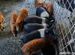 vand purcei de mangalita si bazna 