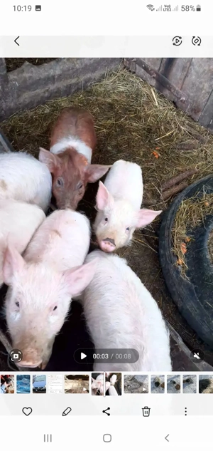 vand purcei  - imagine 4