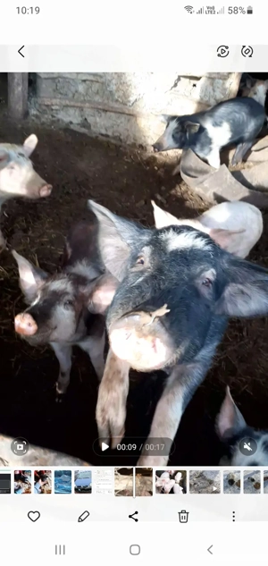 vand purcei  - imagine 2