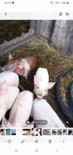 vand purcei  - imagine 3