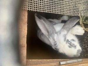 Vând iepurii mari  - imagine 4