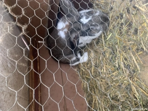 Vând iepurii mari  - imagine 2