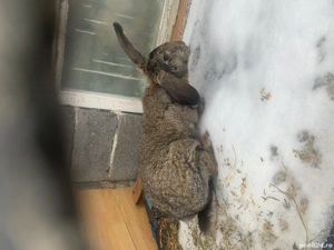 Vând iepurii mari  - imagine 3