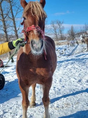 Vând iapă de căruța  - imagine 3