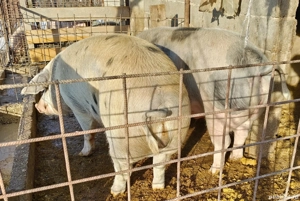 porci de vanzare - imagine 2