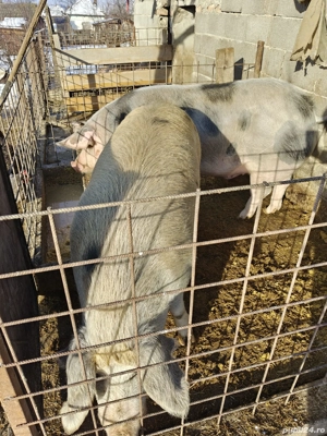 porci de vanzare - imagine 4
