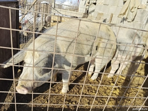 porci de vanzare - imagine 3