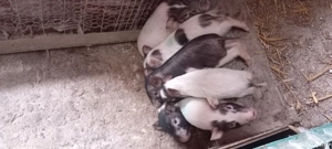 Vând purcei vitnamezi