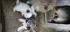 Vand căței Bichon Havanez