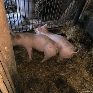 Vând purcei rasa pietran landras  - imagine 4