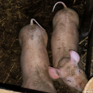 Vând purcei rasa pietran landras  - imagine 3