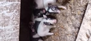 Vând purcei vitnamezi - imagine 2