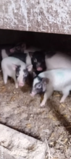 Vând purcei vitnamezi - imagine 4