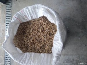 Ovăz de v nzare 1,5 ron kg 