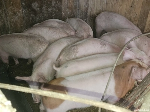 vând 12 soldani rasa de calitate de carne  pic cu sonca dubla 40-45 kg mascul castrați femele dispon - imagine 3