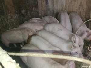 vând 12 soldani rasa de calitate de carne  pic cu sonca dubla 40-45 kg mascul castrați femele dispon - imagine 4