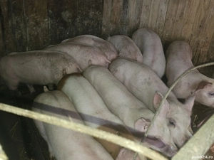 vând 12 soldani rasa de calitate de carne  pic cu sonca dubla 40-45 kg mascul castrați femele dispon - imagine 2