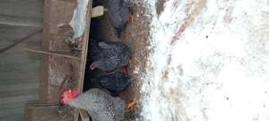 Vând gaini. plomot - imagine 2