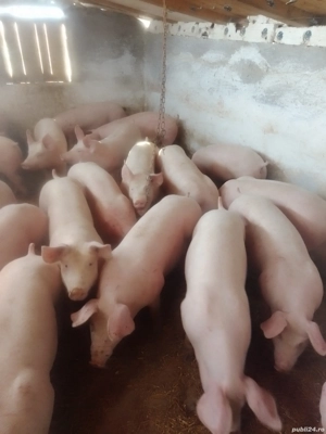 Vând purcei și grasuni  - imagine 4