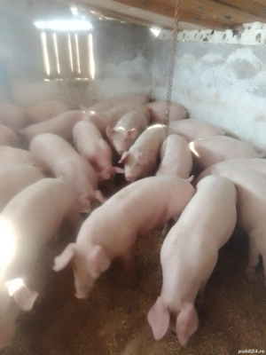 Vând purcei și grasuni 