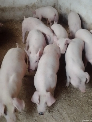 Purcei și grasuni  - imagine 2