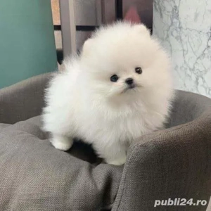 pomeranian alb ursulet mini toy - imagine 3