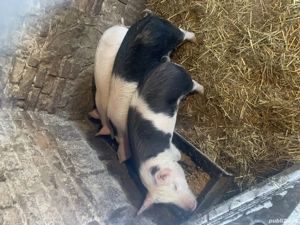 Porci bazna  - imagine 3