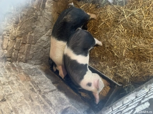 Porci bazna  - imagine 5