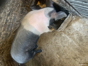 Porci bazna  - imagine 2